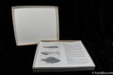 Prepare Your Own Fossil Fish Kit (B Grade) #622-3